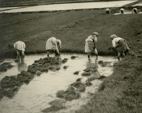 História e Memória do arroz de Vila Franca a Salvaterra - experiências e perspetivas de musealização